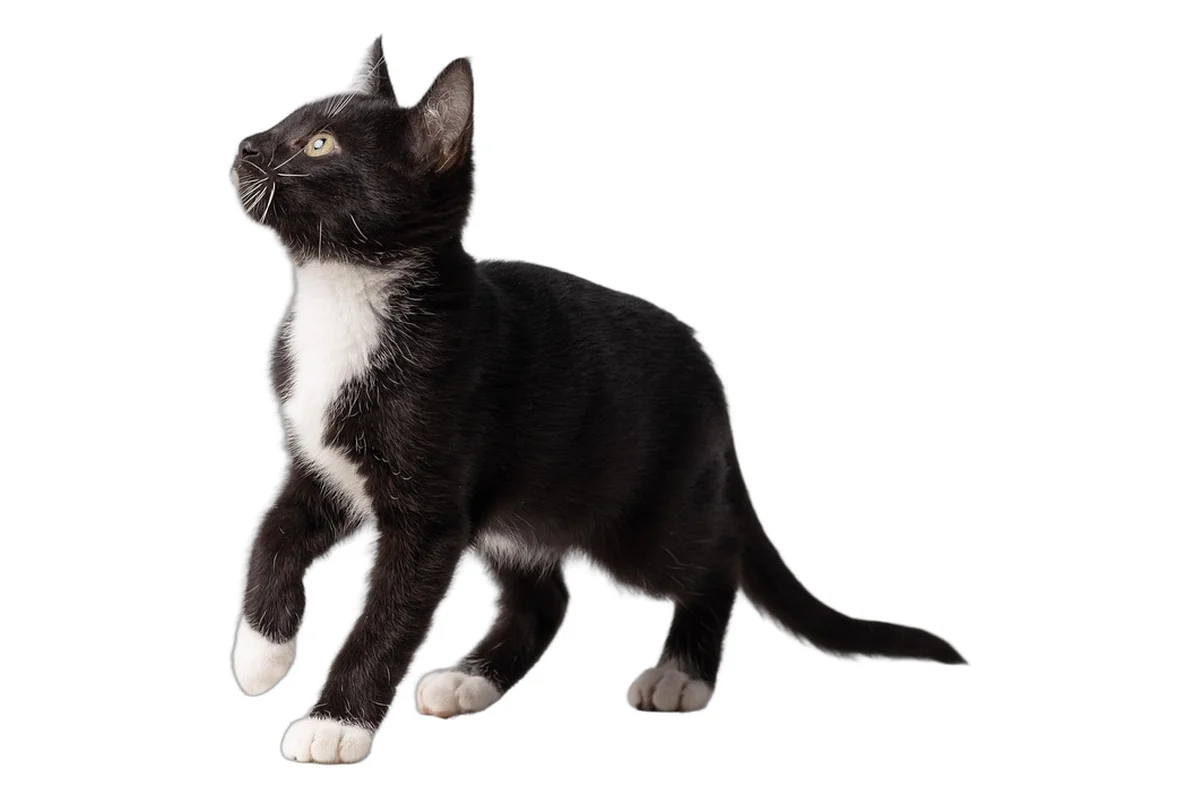 Black and white kitten standing alert on a white background