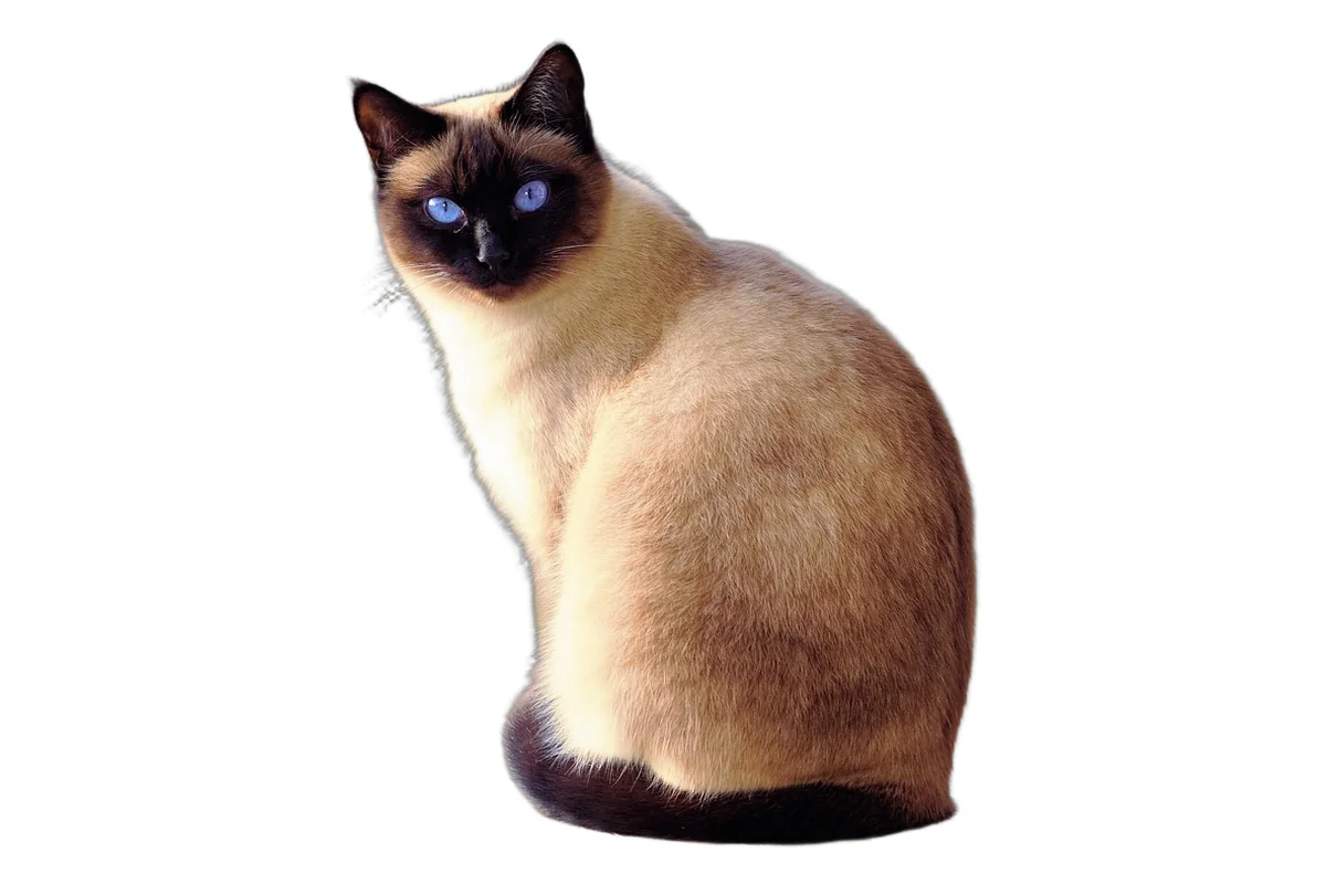 Brown-point Siamese cat sitting on a white background