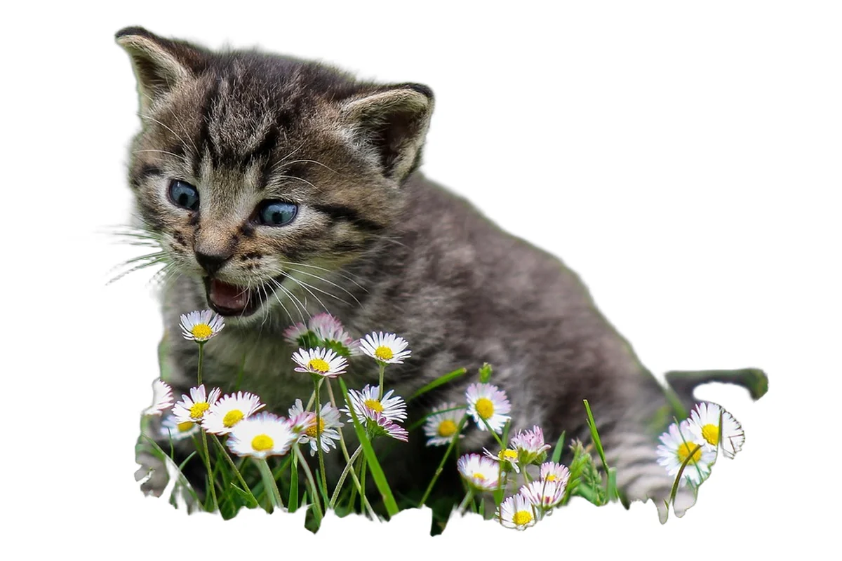 Brown tabby kitten sitting among flowers on a white background
