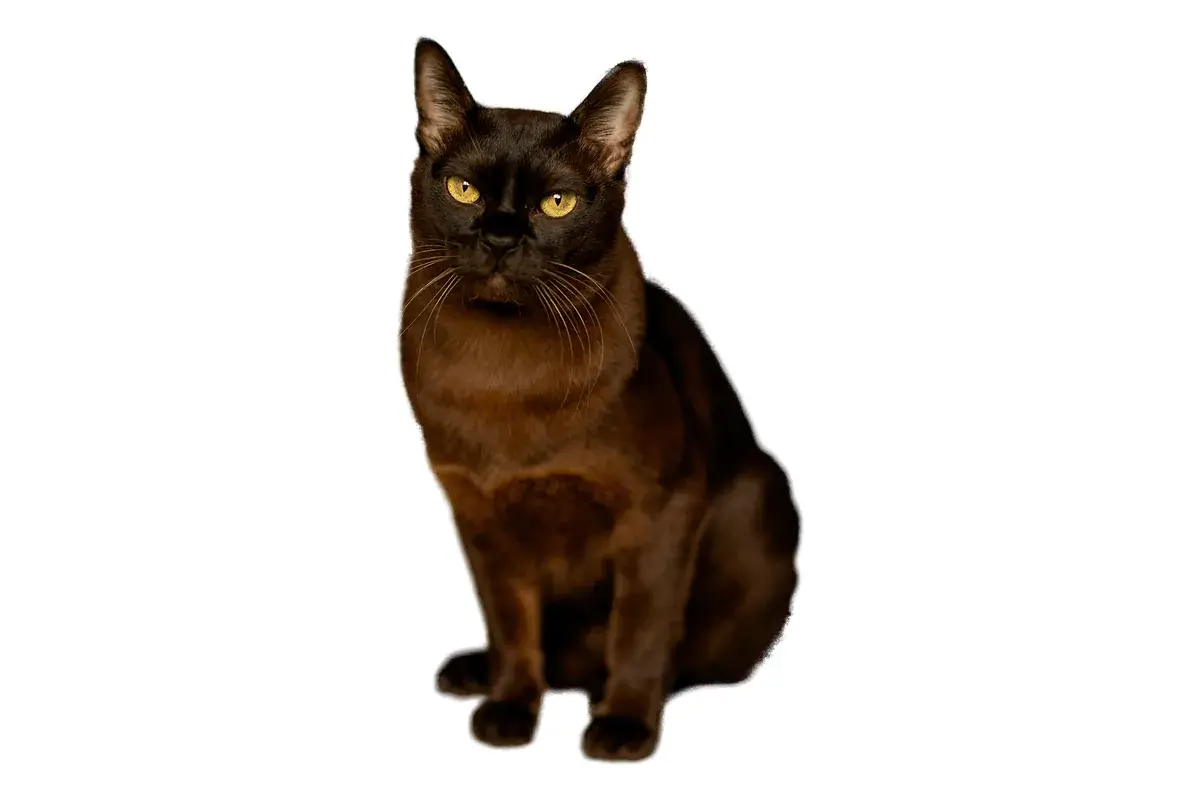 Dark brown Burmese cat sitting upright on a white background