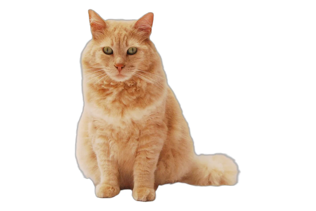 Fluffy ginger cat sitting on a white background