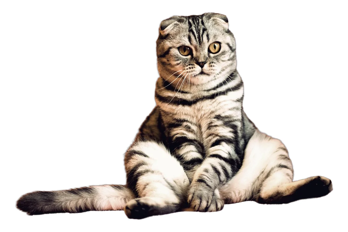 Silver tabby cat sitting upright on a white background